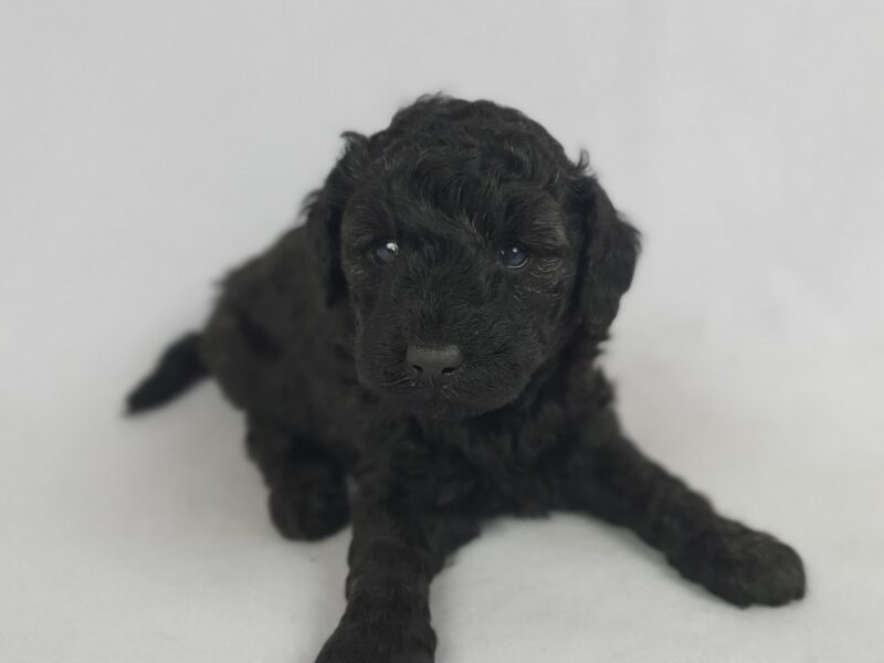 Szczenięta pudli miniaturowych, czarne