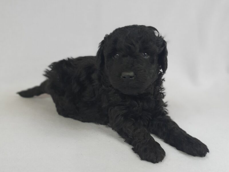 Szczenięta pudli miniaturowych, czarne