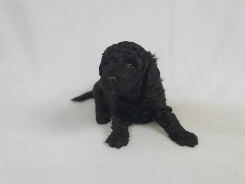 Szczenięta pudli miniaturowych, czarne
