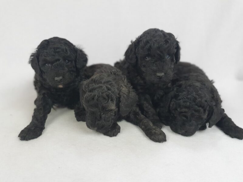 Szczenięta pudli miniaturowych, czarne