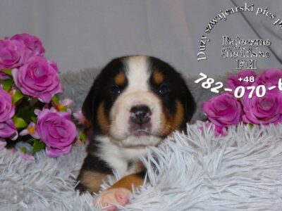 Duży Szwajcarski Pies Pasterski hodowla ZKwP FCI szczeniak szczeniaki mamy szczenięta