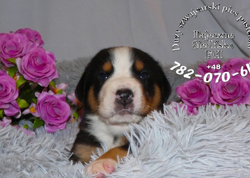 Duży Szwajcarski Pies Pasterski hodowla ZKwP FCI szczeniak szczeniaki mamy szczenięta