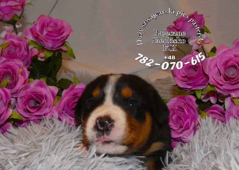 Duży Szwajcarski Pies Pasterski hodowla ZKwP FCI szczeniak szczeniaki mamy szczenięta