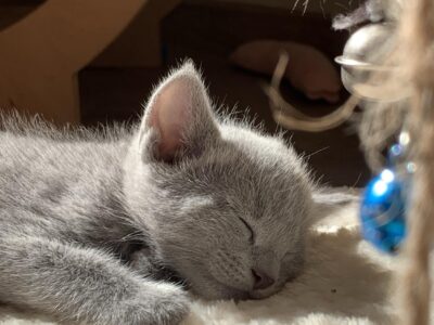 Kocurek i kotka Rosyjska Niebieska, Blue Matreshka, WCF