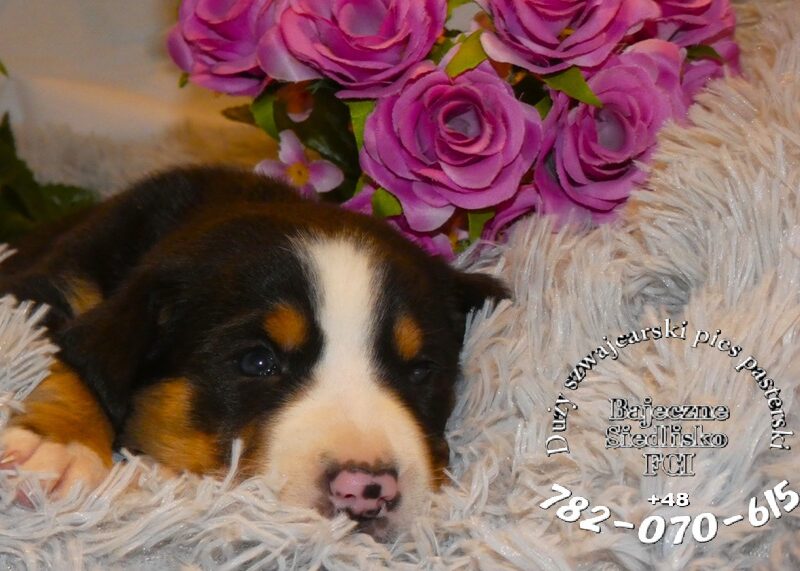 Duży Szwajcarski Pies Pasterski hodowla ZKwP FCI szczeniak szczeniaki mamy szczenięta