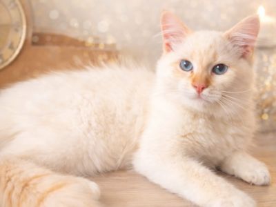 Ancymon Dumka PL kocięta syberyjskie neva masquerade kocurek red