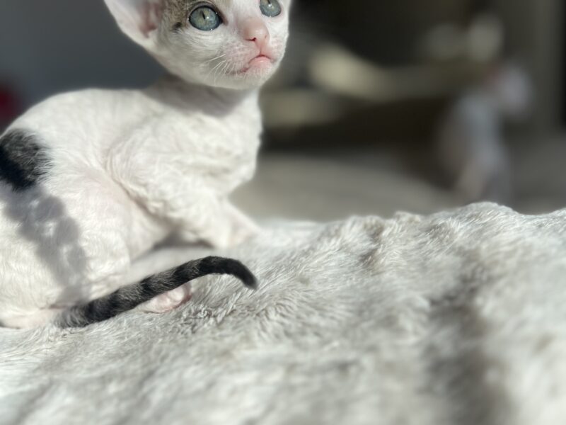 Cornish rex kotka Dior idealna dla rodziny