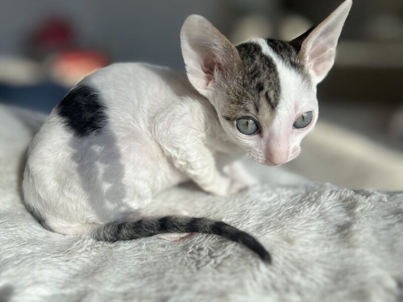 Cornish rex kotka Dior idealna dla rodziny