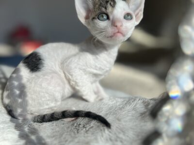 Cornish rex kotka Dior idealna dla rodziny