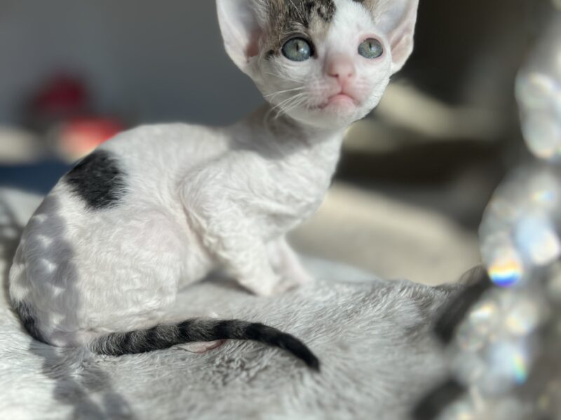 Cornish rex kotka Dior idealna dla rodziny