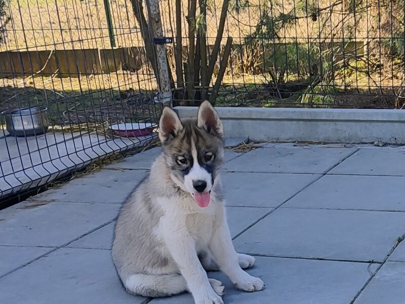 siberian husky ZKwP/FCI piesek agouti gotowy na nowy dom