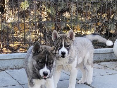 siberian husky ZKwP/FCI piesek agouti gotowy na nowy dom