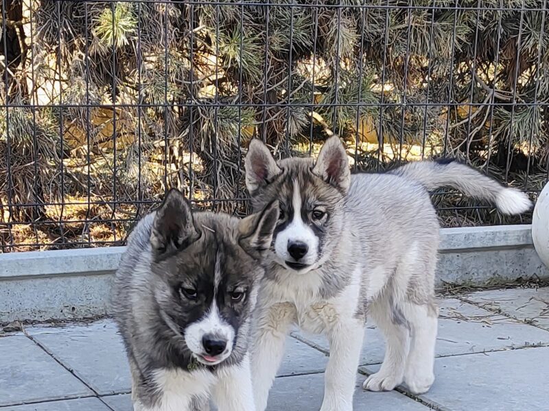 siberian husky ZKwP/FCI piesek agouti gotowy na nowy dom
