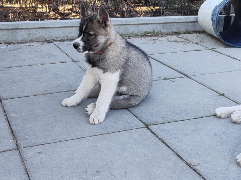 siberian husky ZKwP/FCI piesek agouti gotowy na nowy dom