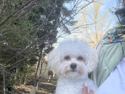 Hodowla Petit Chou-Fleur FCI przedstawia piękny miot Bichon Frise