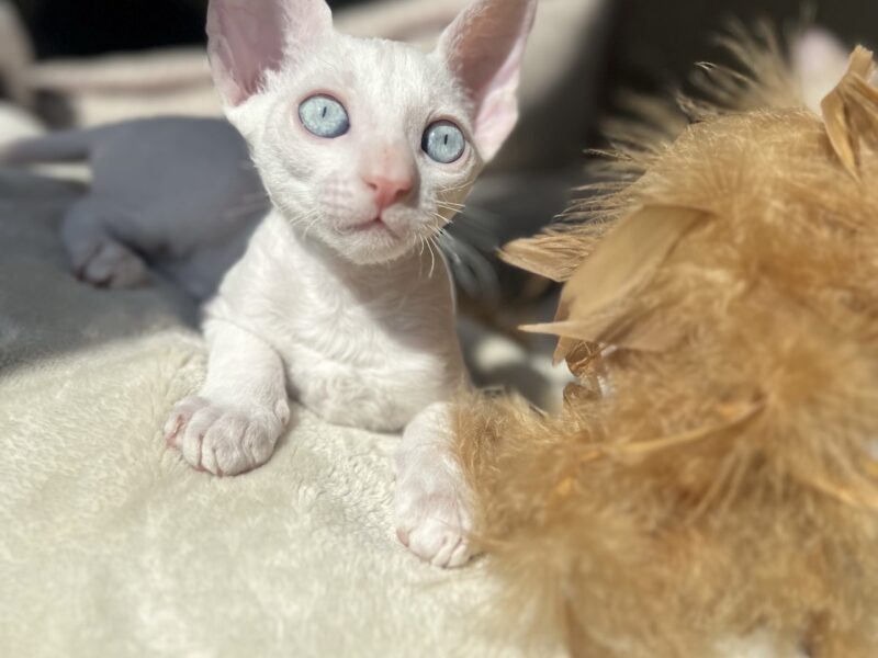 Cornish rex Disney Kocurek wspaniały dla rodziny