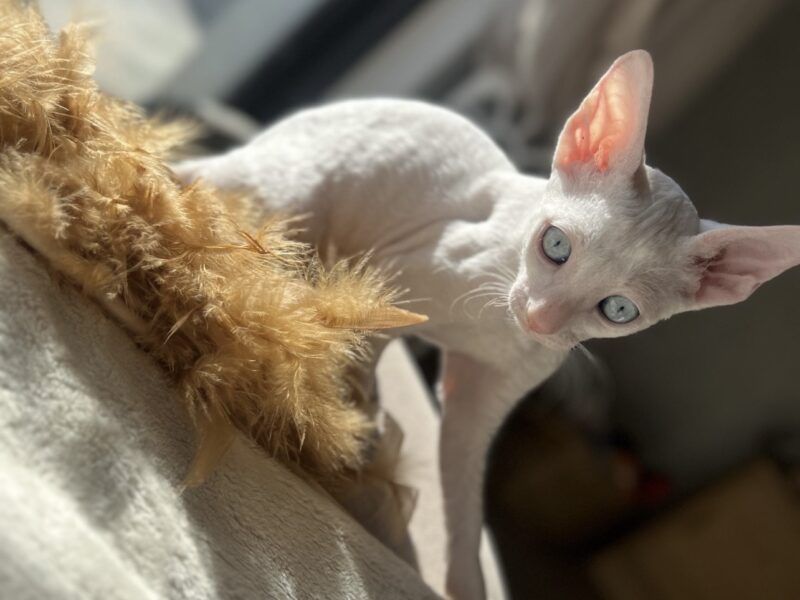 Cornish rex Disney Kocurek wspaniały dla rodziny