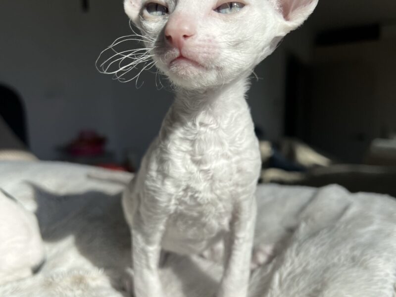 Cornish rex Disney Kocurek wspaniały dla rodziny