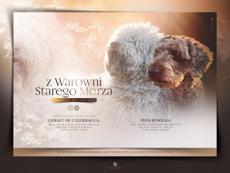 Szczenięta Hiszpański Pies Dowodny