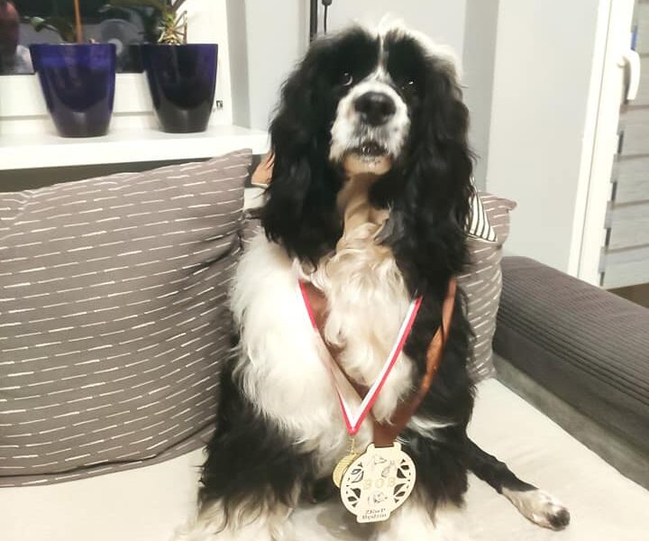 Portugalski Pies Dowodny Miot B zapraszamy do rezerwacji