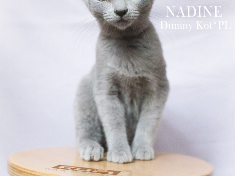 Kocięta Rosyjskie Niebieskie