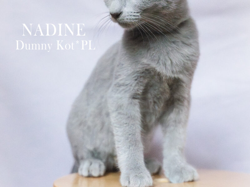 Kocięta Rosyjskie Niebieskie