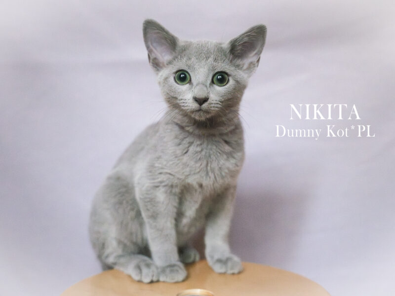 Kocięta Rosyjskie Niebieskie