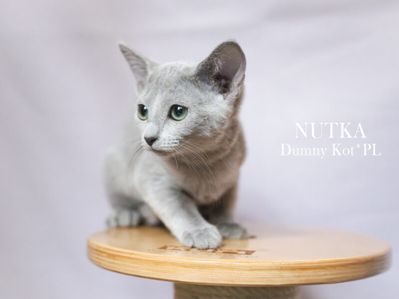 Kocięta Rosyjskie Niebieskie