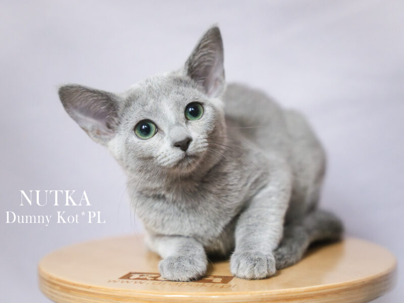 Kocięta Rosyjskie Niebieskie