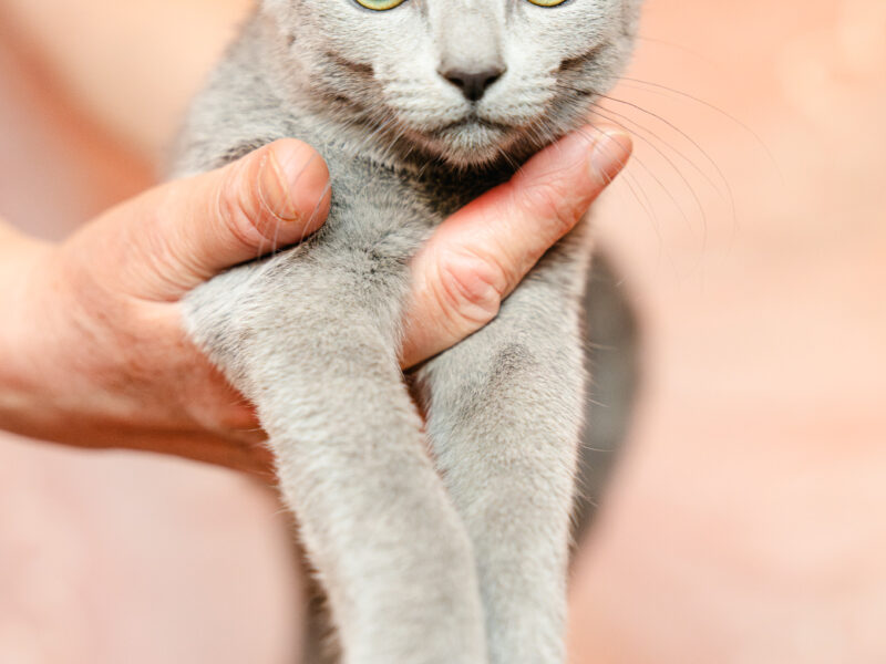 Kocięta Rosyjskie Niebieskie