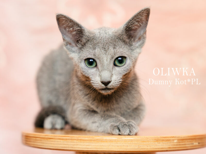 Kocięta Rosyjskie Niebieskie