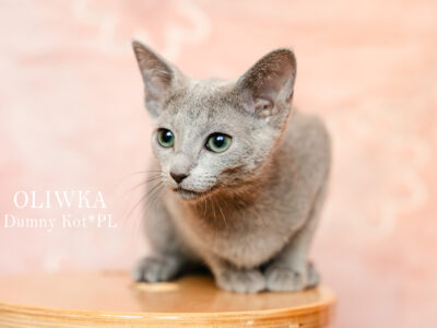 Kocięta Rosyjskie Niebieskie