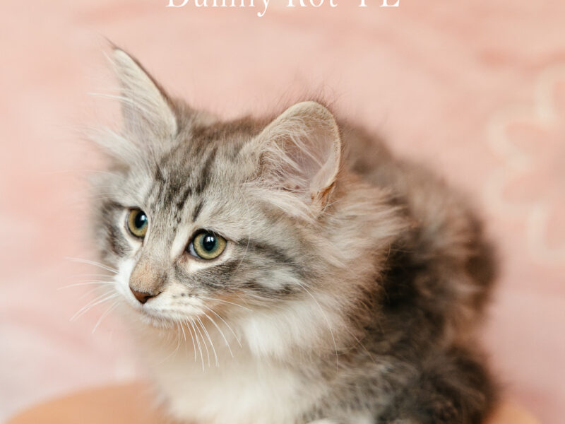 Kocięta Norweskie Leśne koteczka