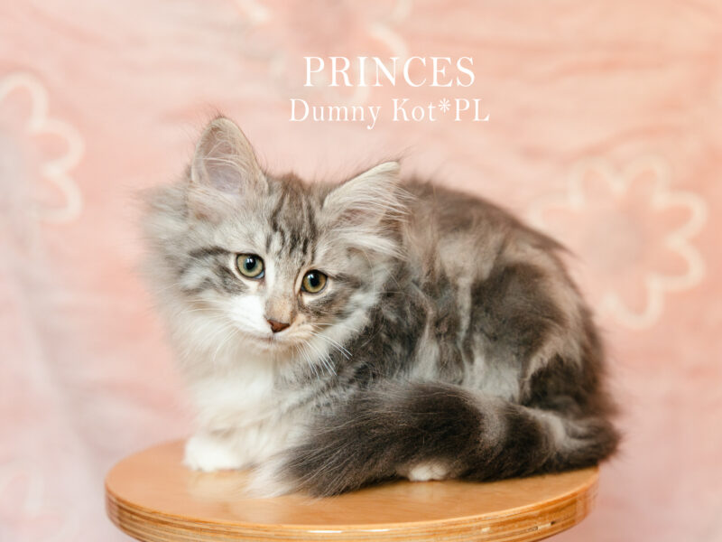 Kocięta Norweskie Leśne koteczka