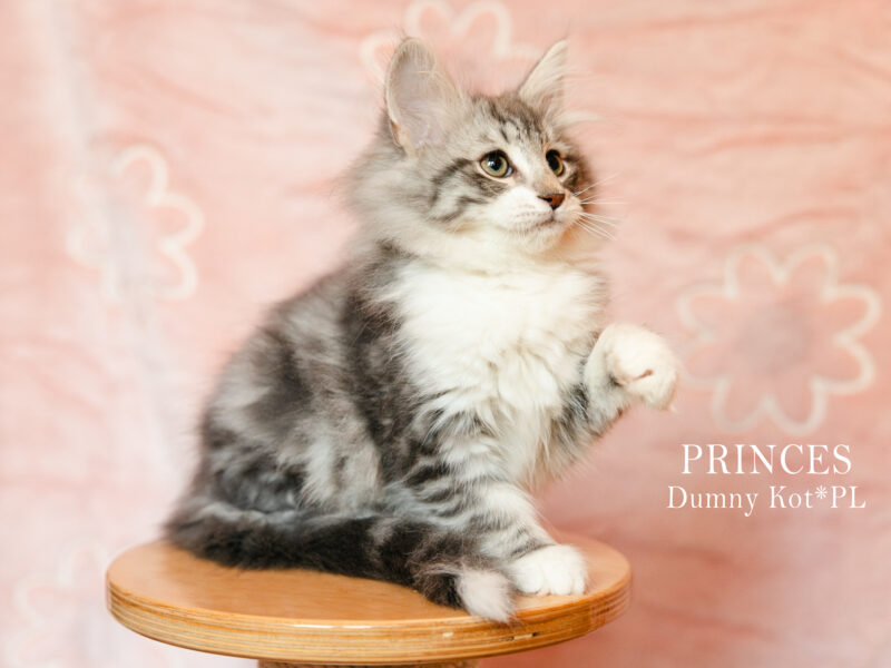 Kocięta Norweskie Leśne koteczka