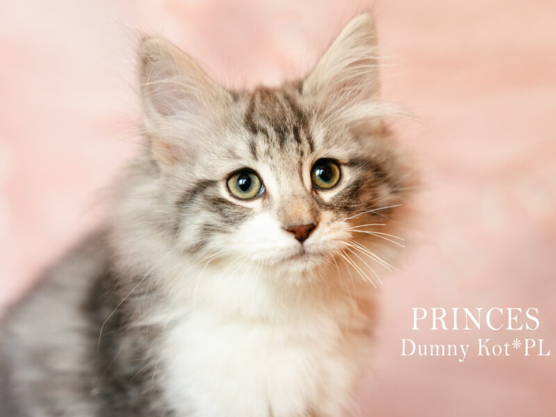 Kocięta Norweskie Leśne koteczka