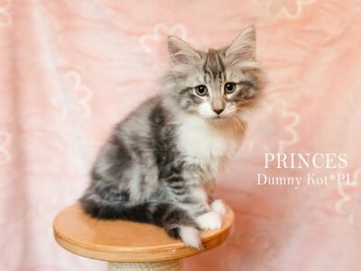 Kocięta Norweskie Leśne koteczka