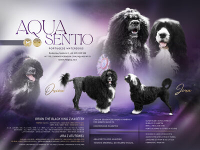 Portugalski Pies Dowodny Miot B zapraszamy do rezerwacji