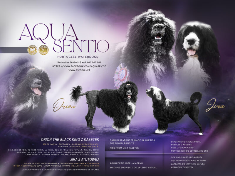 Portugalski Pies Dowodny Miot B zapraszamy do rezerwacji