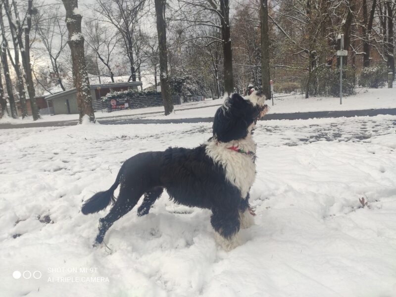 Portugalski Pies Dowodny Miot B zapraszamy do rezerwacji