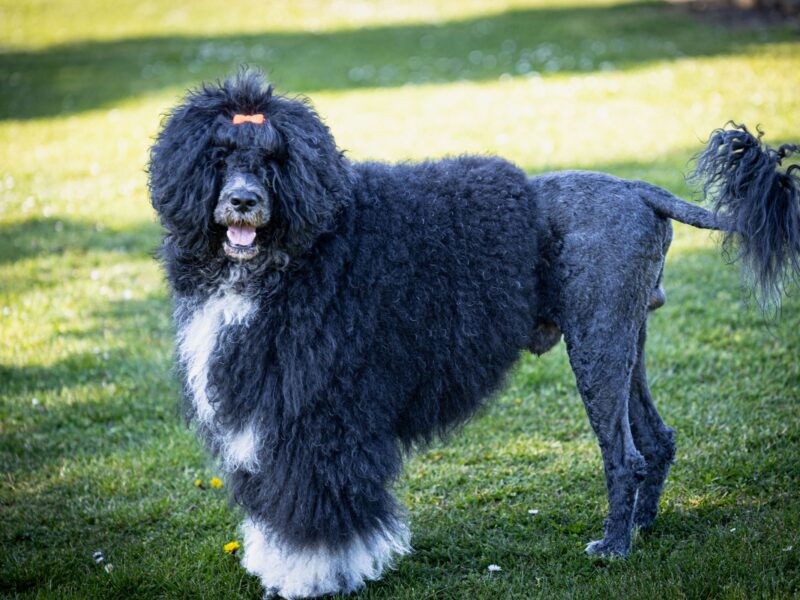 Portugalski Pies Dowodny Miot B zapraszamy do rezerwacji