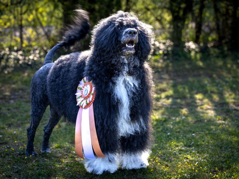 Portugalski Pies Dowodny Miot B zapraszamy do rezerwacji