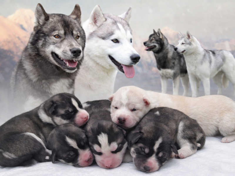 siberian husky ZKwP/FCI piesek agouti gotowy na nowy dom