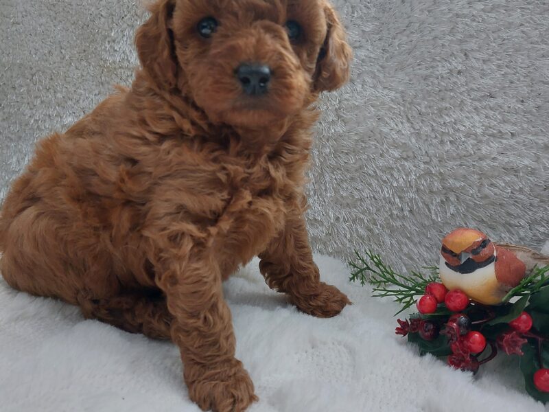 Cudne szczenięta pudel miniaturowy FCI ZKWP