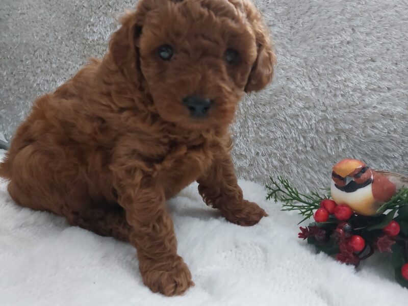 Cudne szczenięta pudel miniaturowy FCI ZKWP