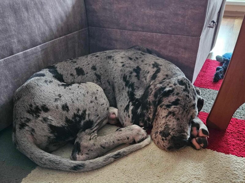 Dog niemiecki szczenięta czarne
