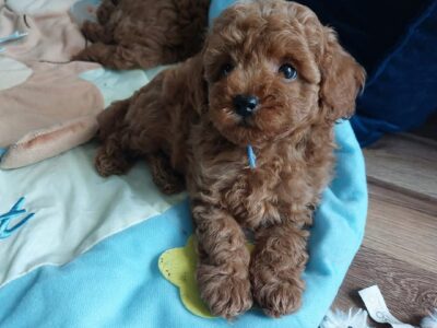 Cudne szczenięta pudel miniaturowy FCI ZKWP