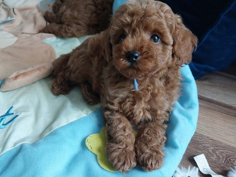 Cudne szczenięta pudel miniaturowy FCI ZKWP