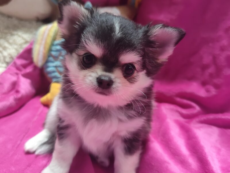 Chihuahua szczeniak wyjątkowy malutki długowłosy piesek umaszczenie ala husky