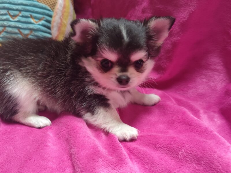Chihuahua szczeniak wyjątkowy malutki długowłosy piesek umaszczenie ala husky